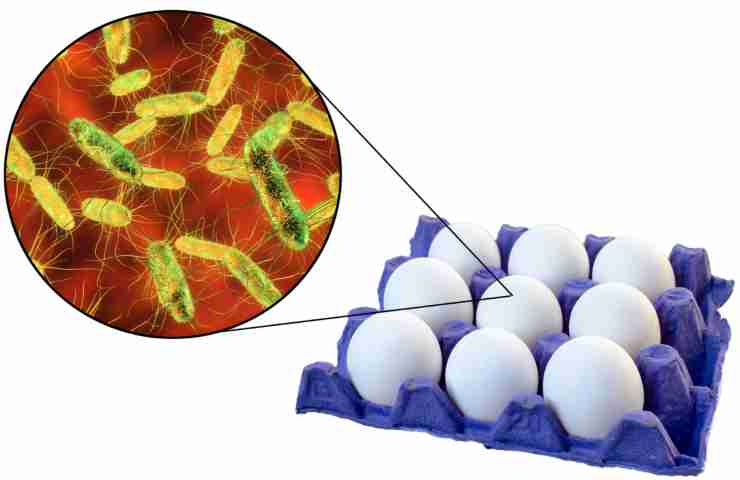 uova contaminazione salmonella