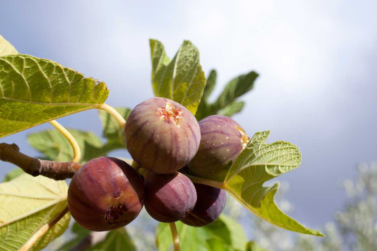 fichi su albero