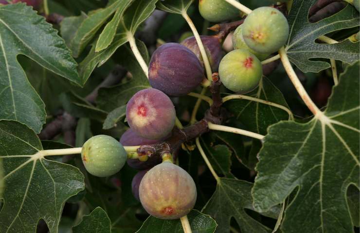 fichi su albero