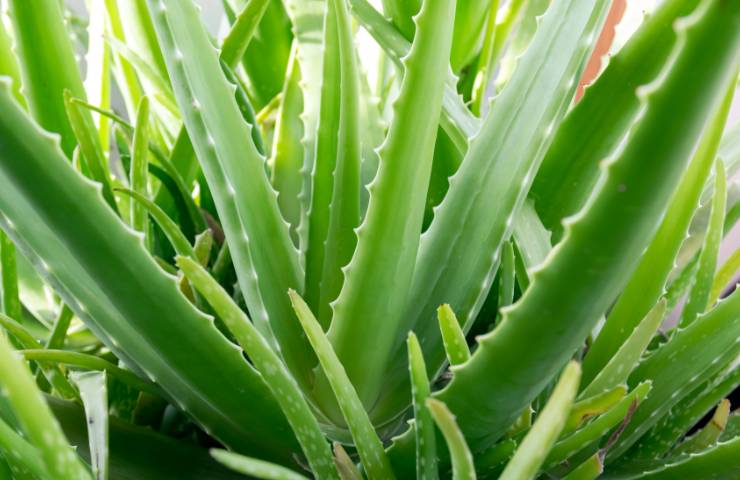 aloe vera