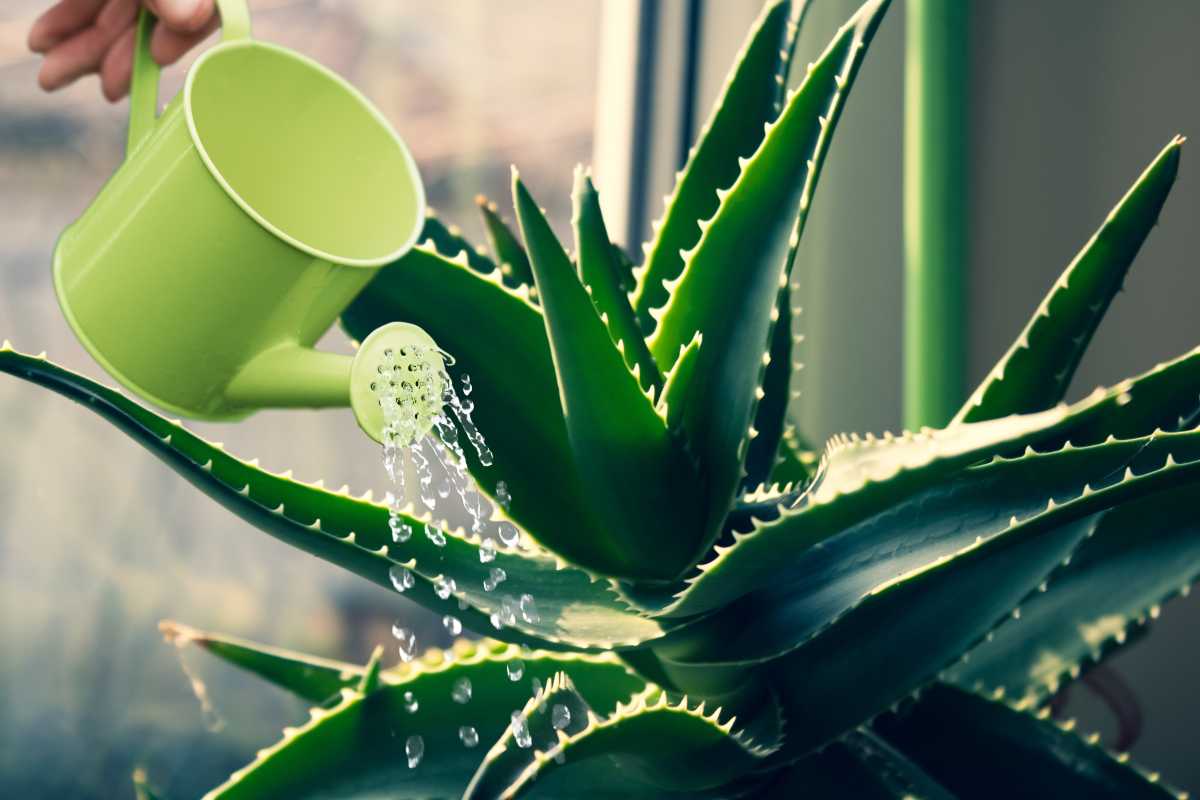 Occhio all'aloe vera: la pianta ha bisogno di un metodo tutto suo per essere innaffiata, altrimenti muore presto