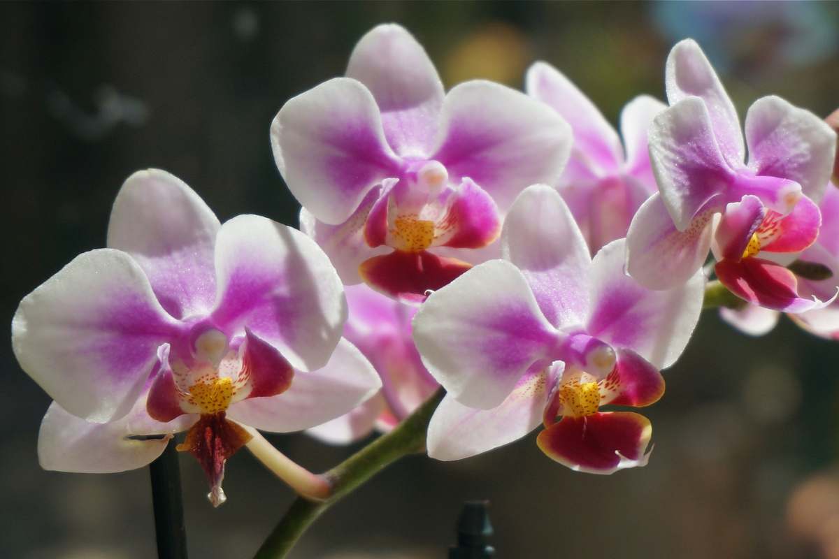 Ho imparato il metodo per moltiplicare le orchidee: non spendo niente e devo regalarle, sono troppe in casa