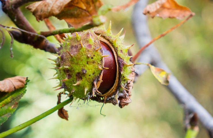 ippocastano alimento