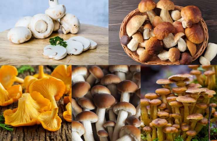 varietà funghi