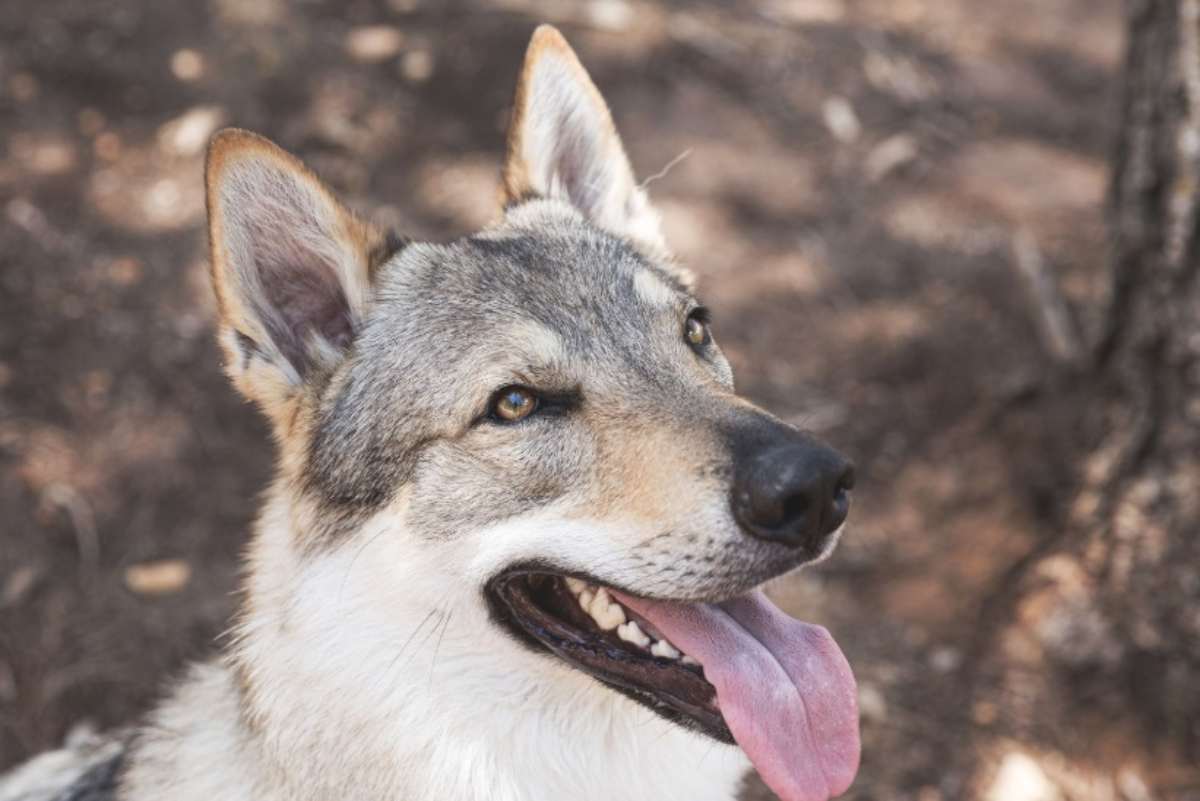 Cane lupo cecoslovacco