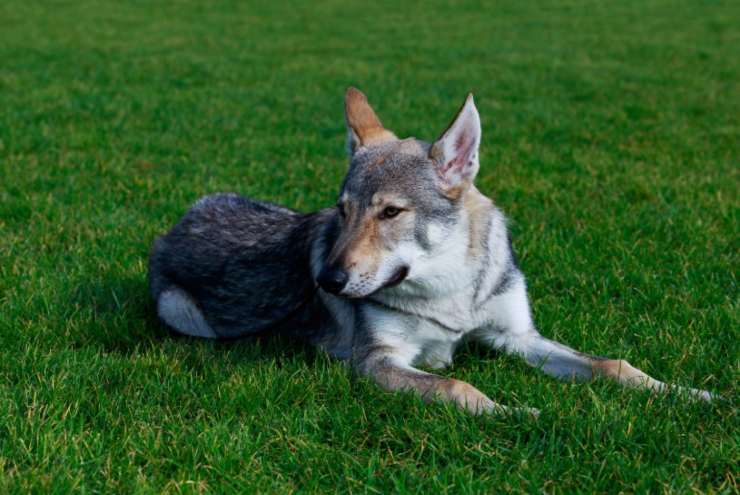 Cane lupo in un prato verde 