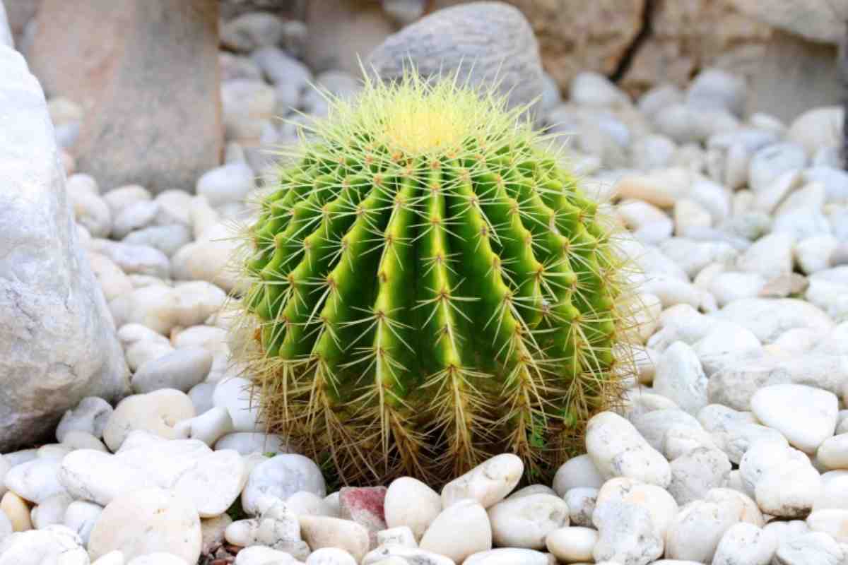 Cactus 