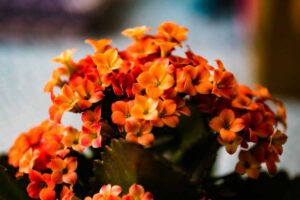 Kalanchoe