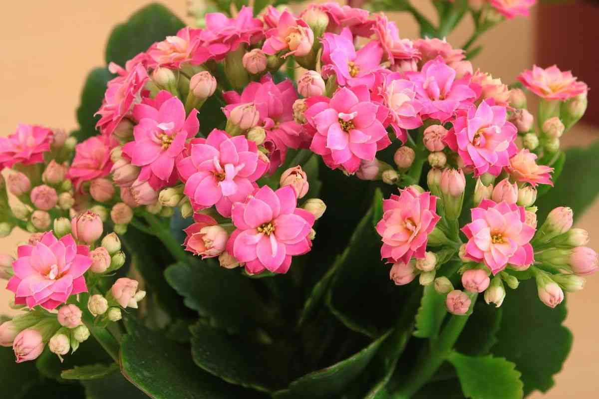 Kalanchoe pianta del Madagascar