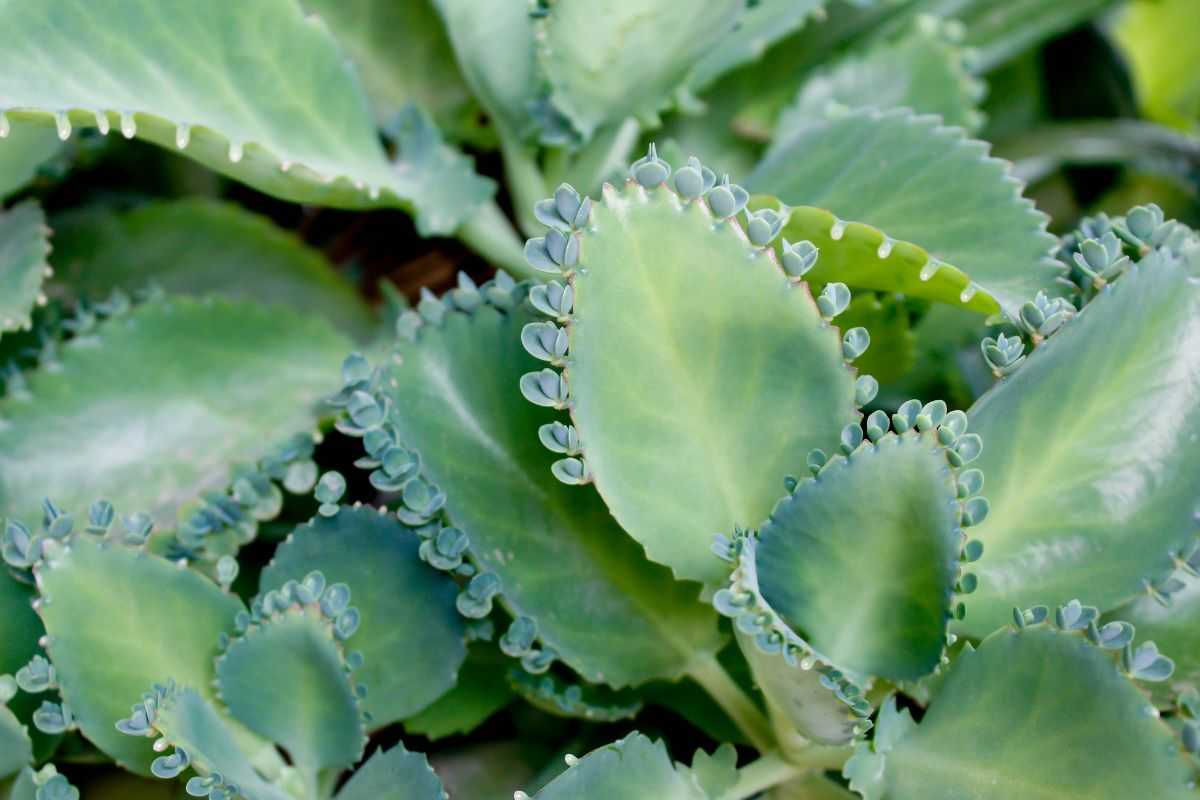 Le foglie della Kalanchoe