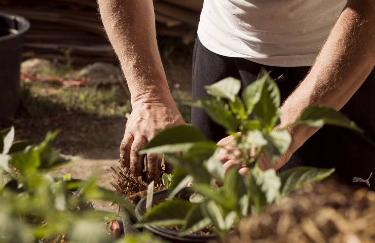 Persona che cura il giardino