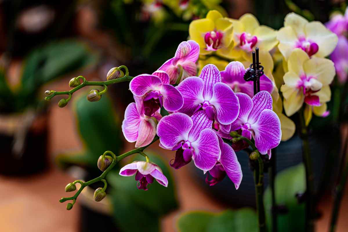 Phalaenopsis