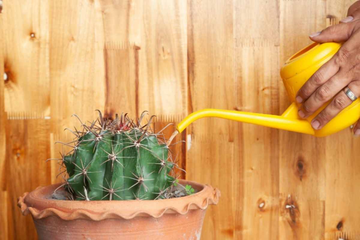 Innaffiare il cactus