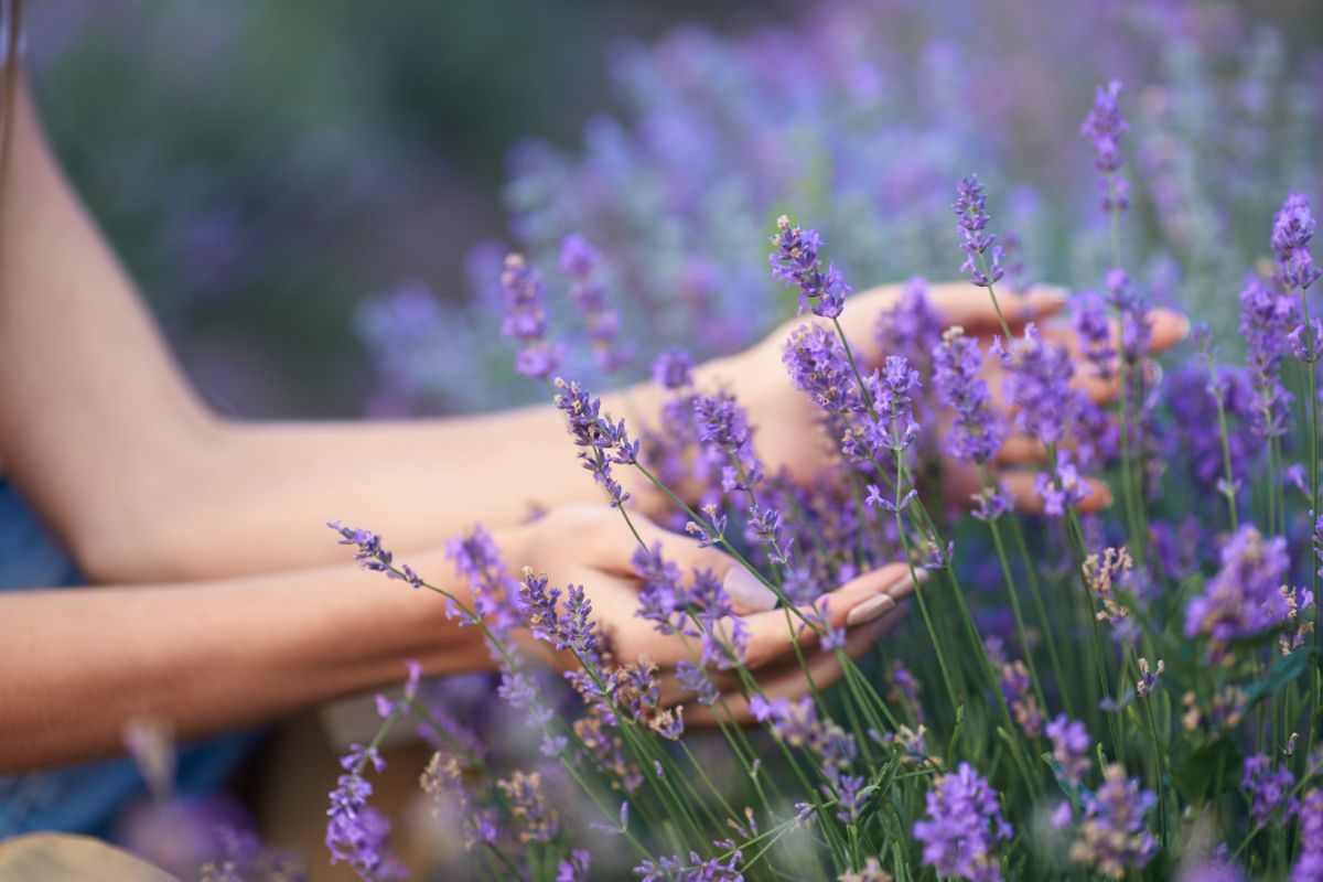 lavanda 