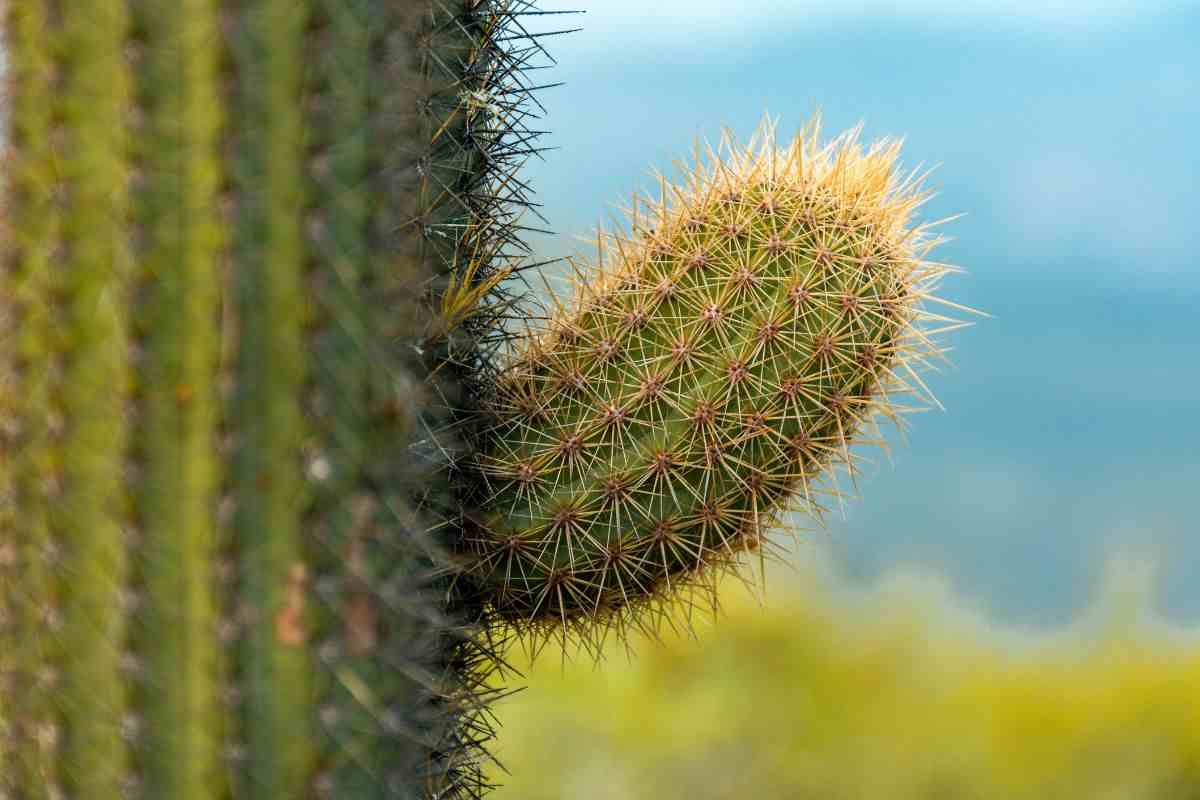 cactus contro ladri