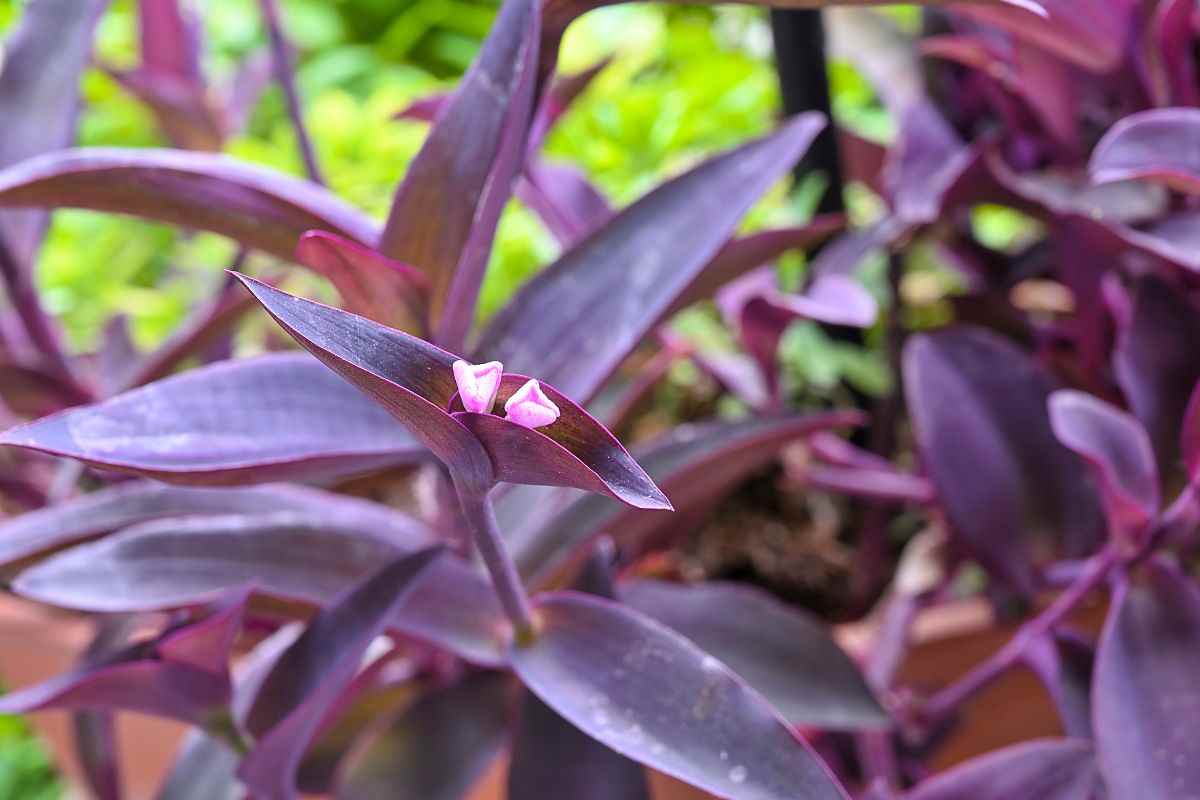 tradescantia coltivazione