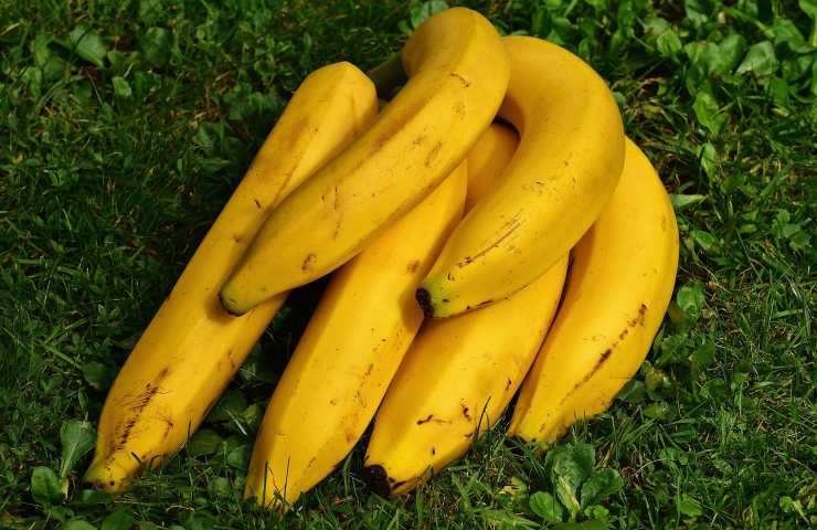 Banane sul prato