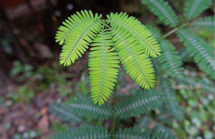 Mimosa pudica