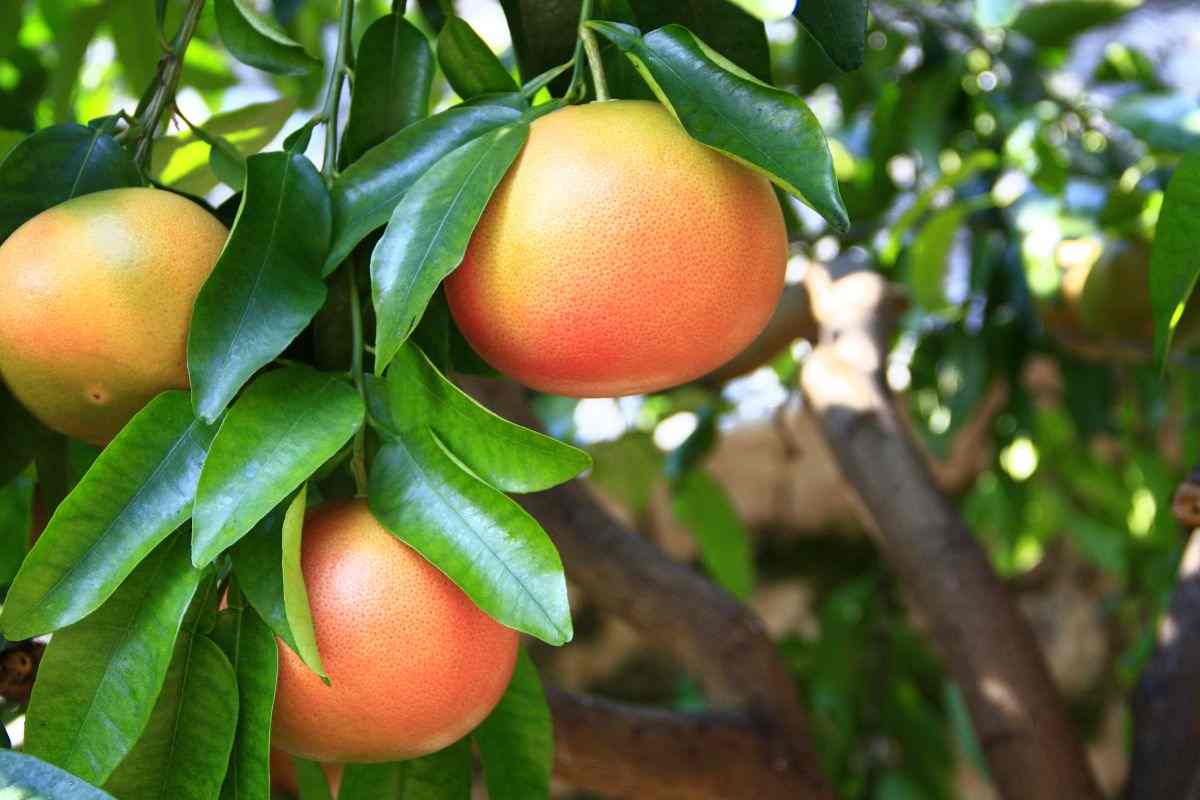 pompelmo gestazione