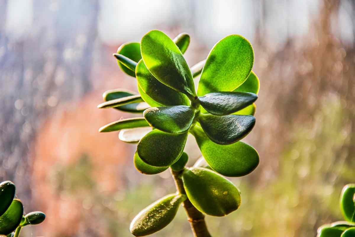 Albero di Giada