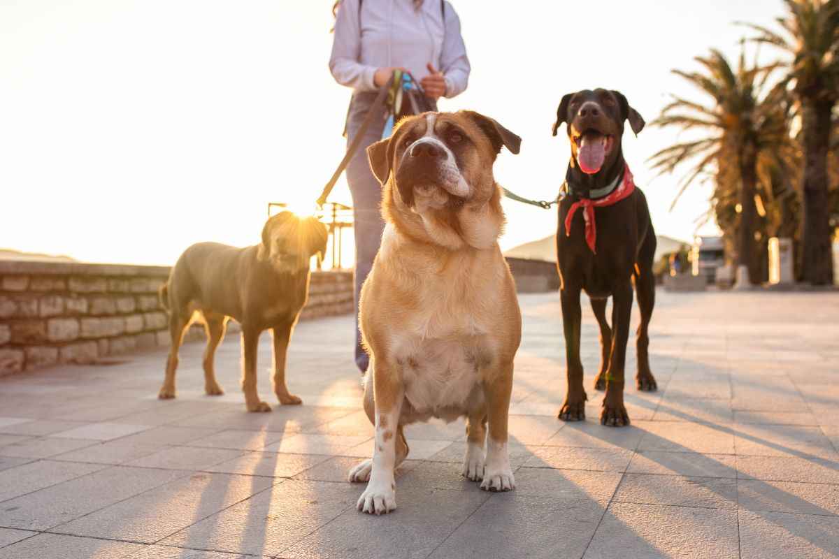 Camminata con i cani