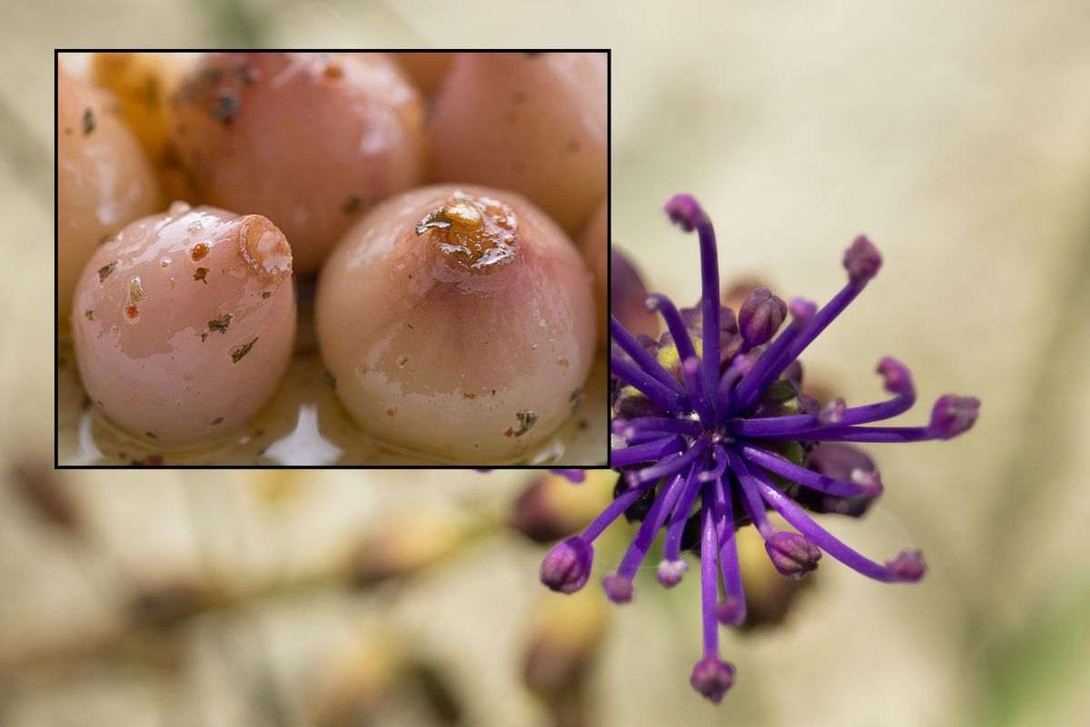 Il fiore del lampascione e i bulbi sott'olio