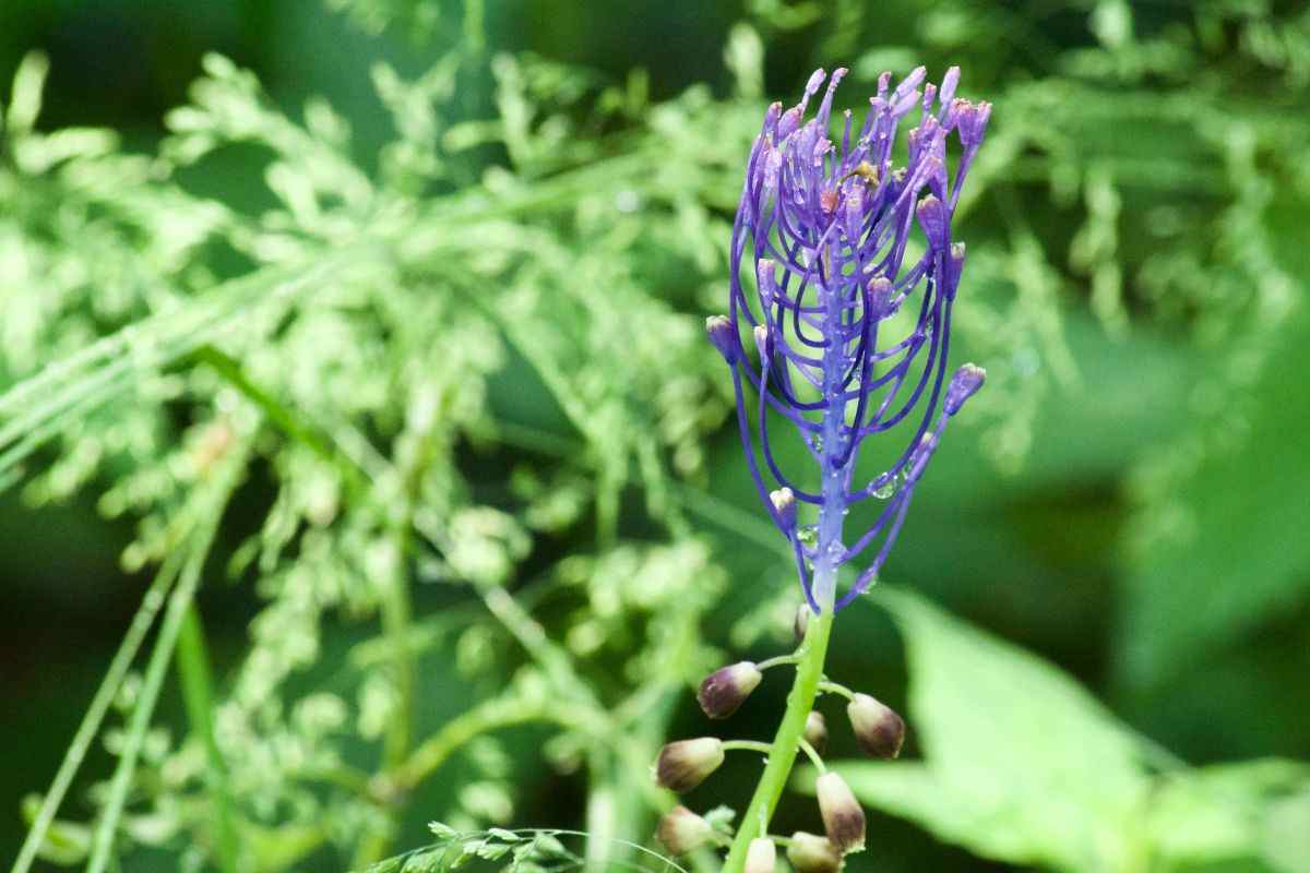 Muscari comosum lampascioni