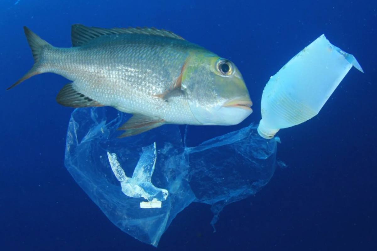 Pesce con della plastica vicino