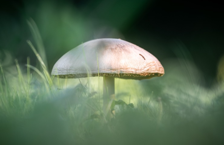 Amanita falloide