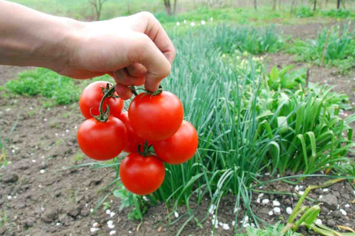 Raccogliere i pomodori