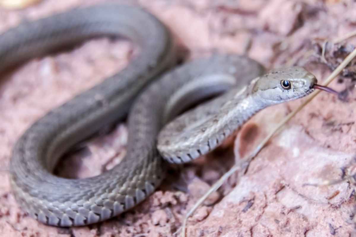 Serpente con lingua fuori