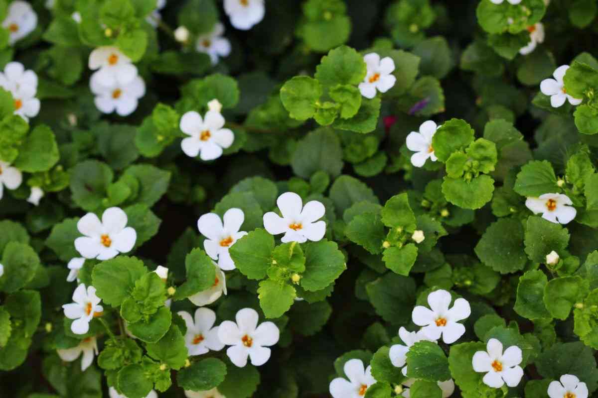 pianta di bacopa verde con fiori bianchi