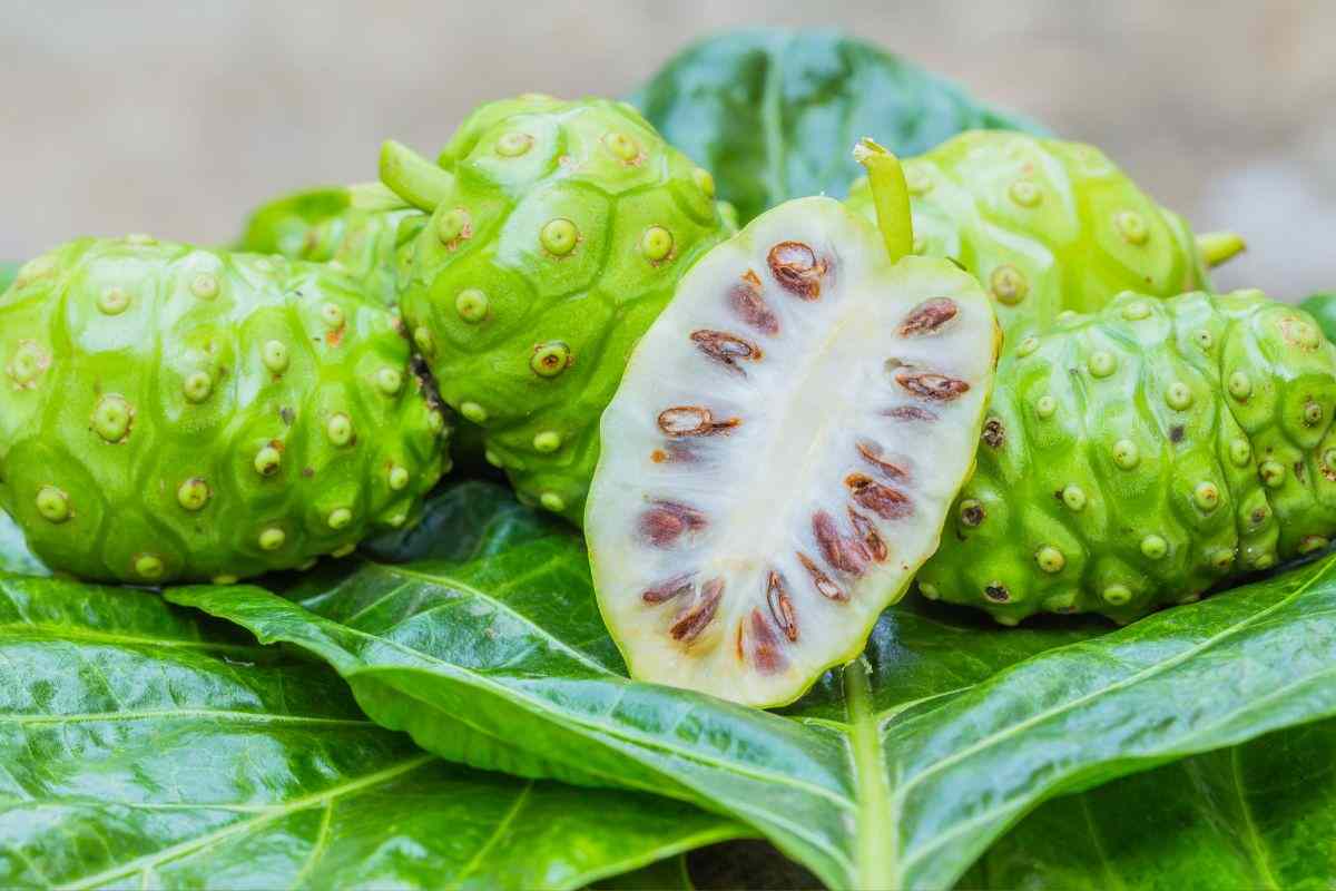 frutto di noni