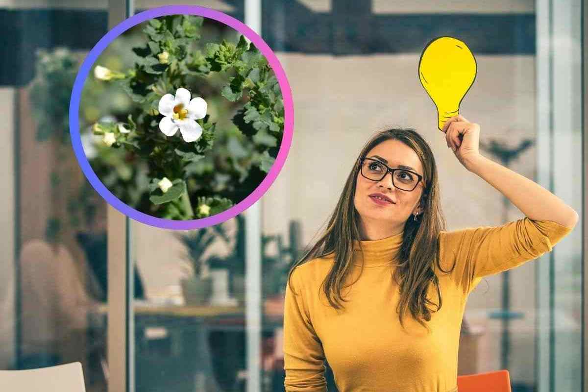 donna che pensa e che guarda una cornice con all'interno una pianta verde e fiori bianchi