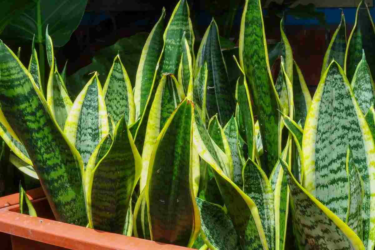 Sanseveria 