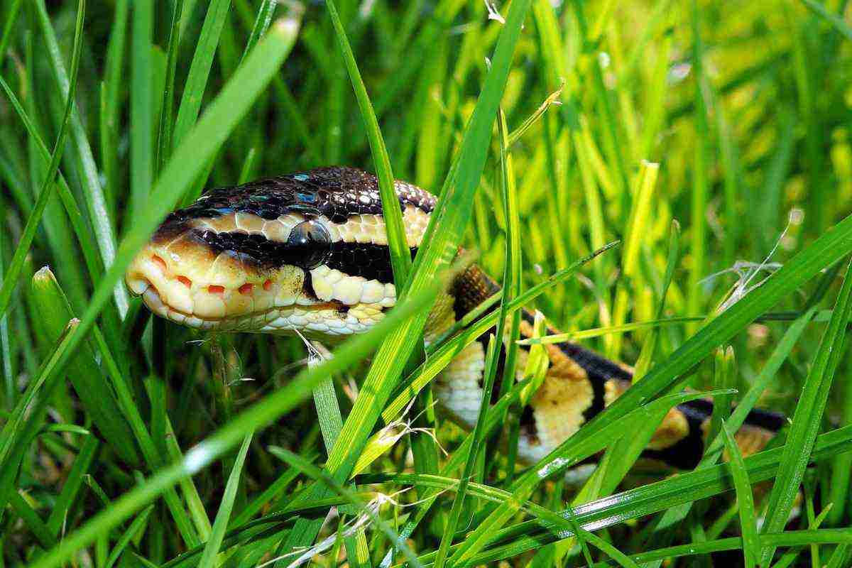 serpente in giardino